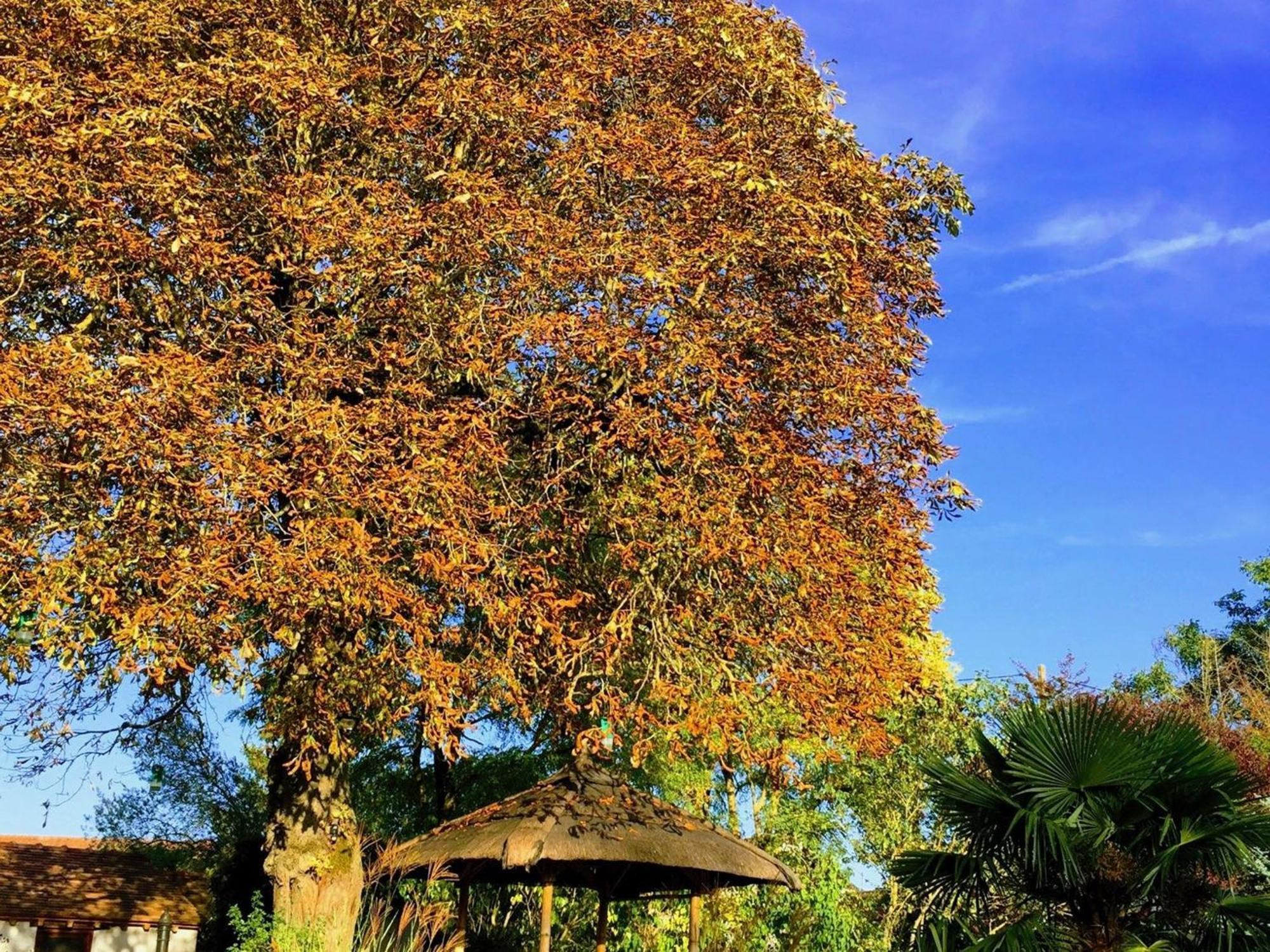 Bed and Breakfast Charme Au Coeur Des Chateaux De La Loire Avec Wifi - Fr-1-590-305 Tavers Zewnętrze zdjęcie